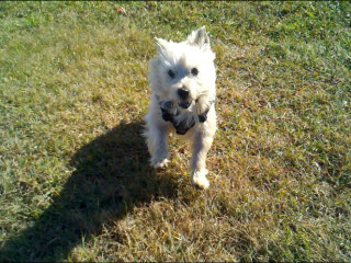 Divinity running